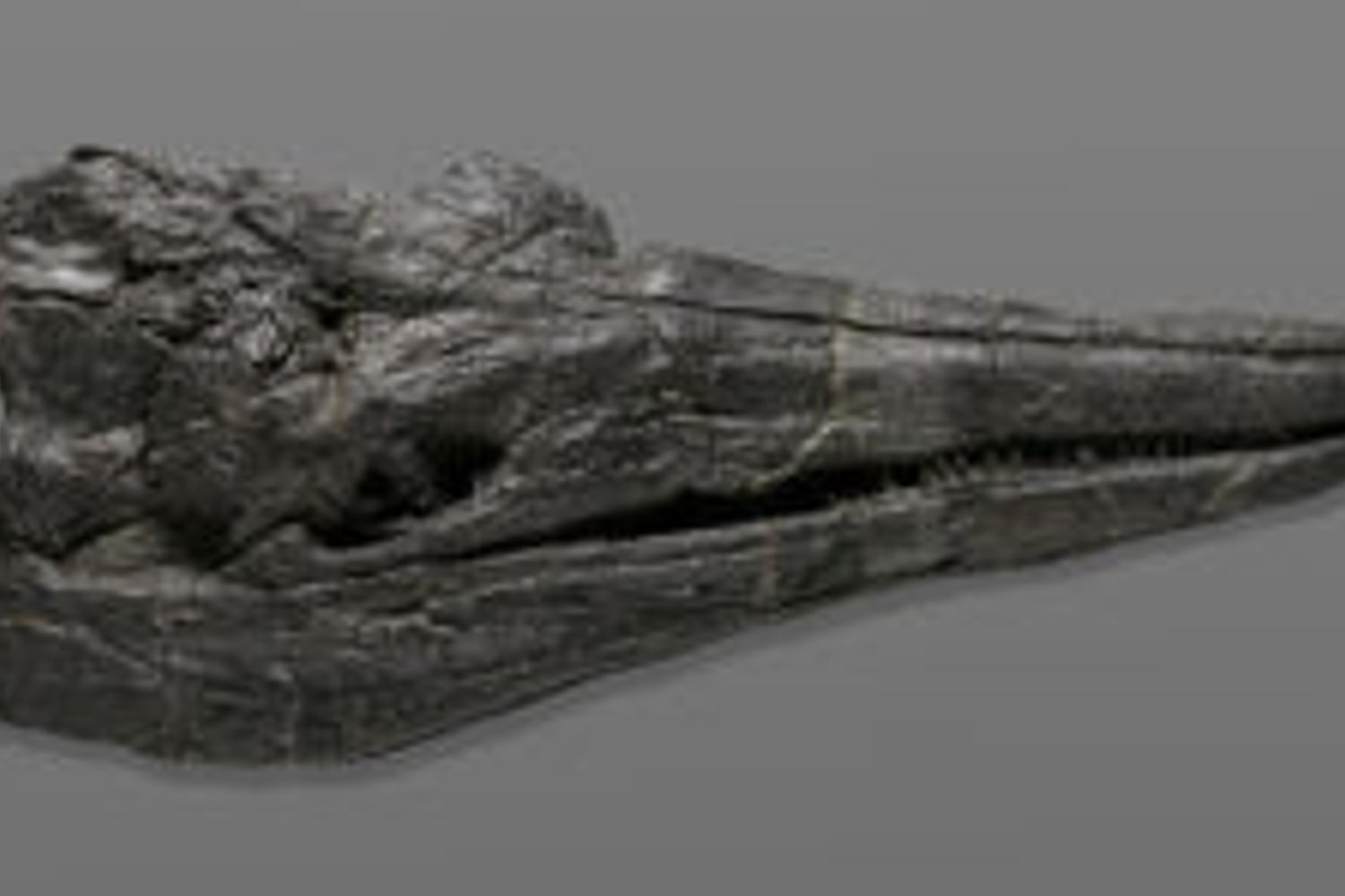 Fossile di ittosauro&nbsp;