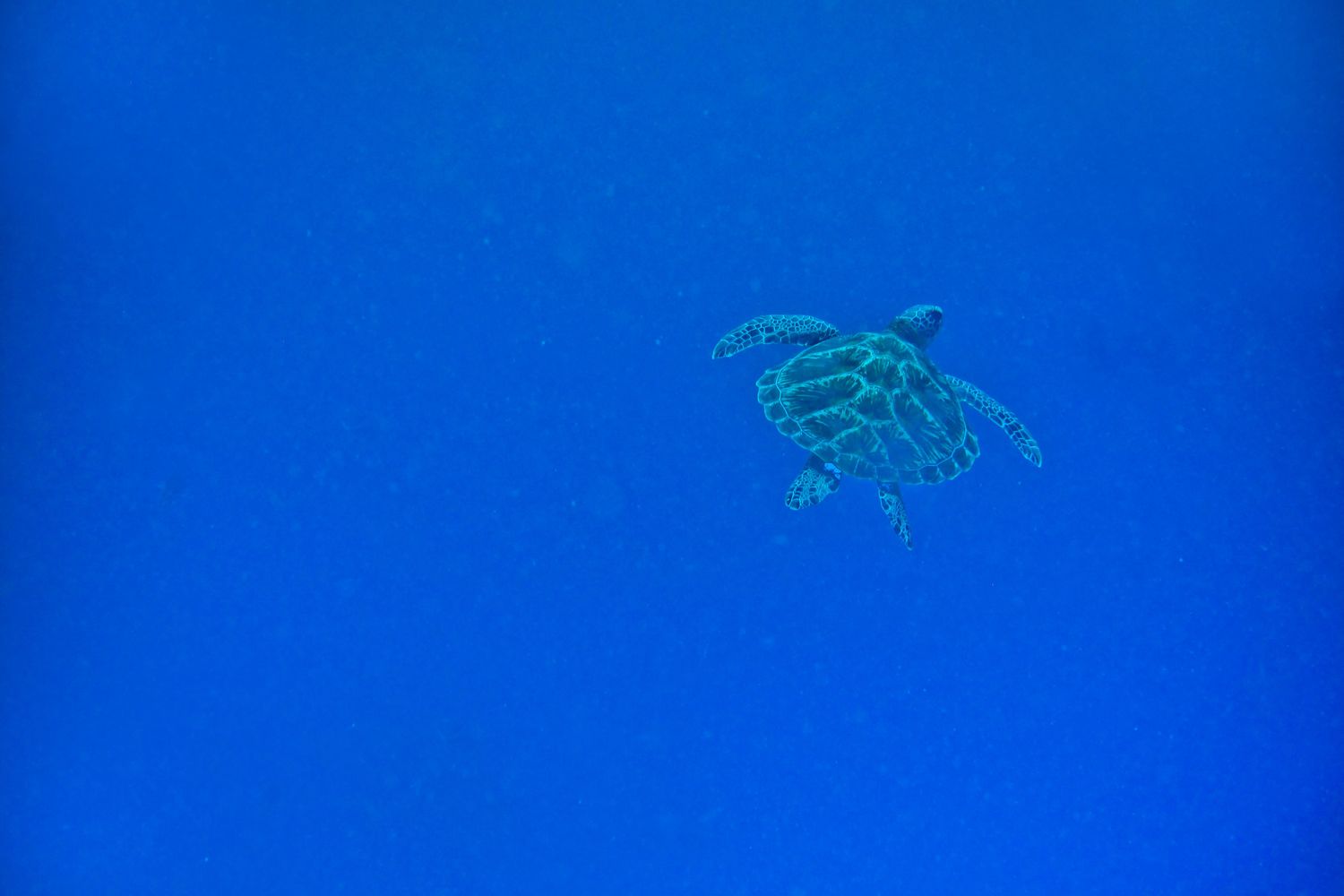 Tartaruga marina, Zanzibar