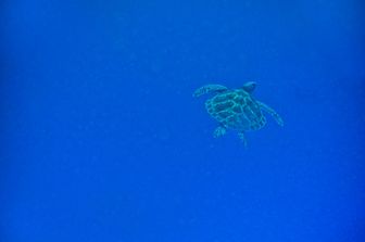 Tartaruga marina, Zanzibar