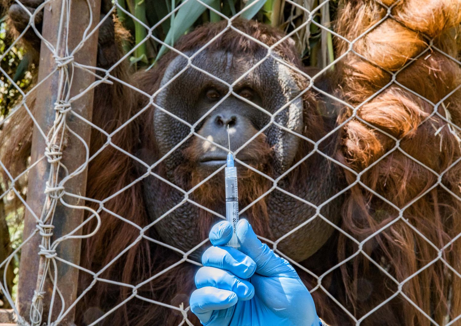 Un orango &egrave; stato vaccinato allo zoo di Buin