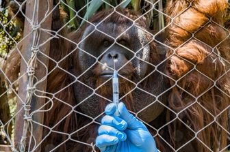 Un orango &egrave; stato vaccinato allo zoo di Buin