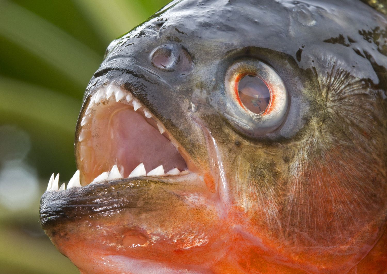 un piranha &nbsp;