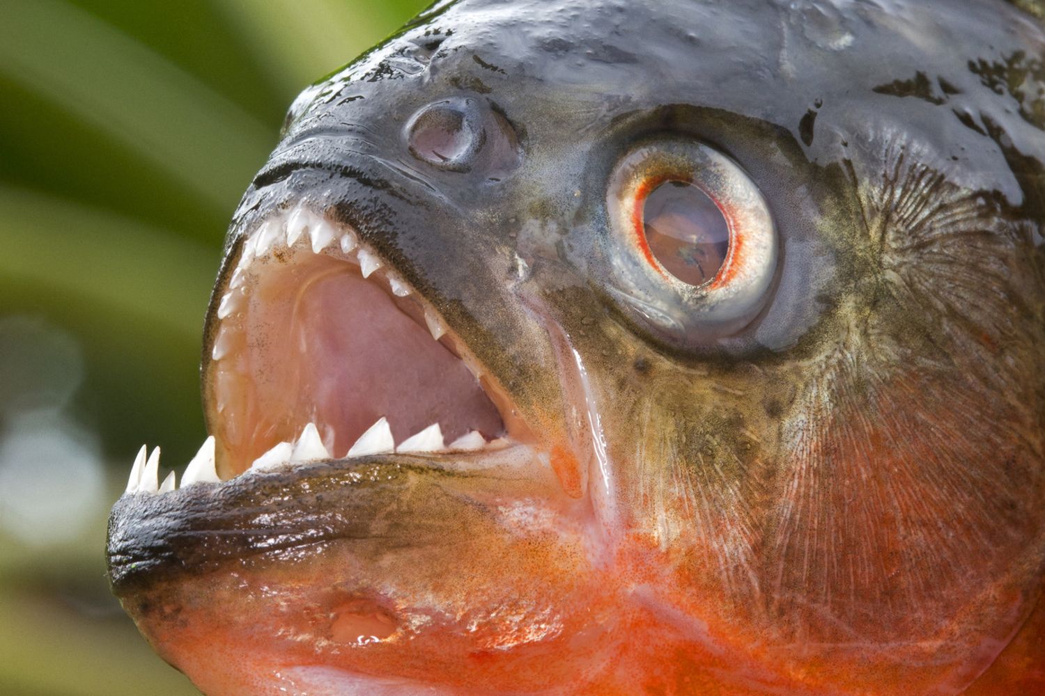 un piranha &nbsp;