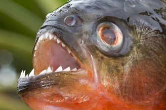 un piranha &nbsp;
