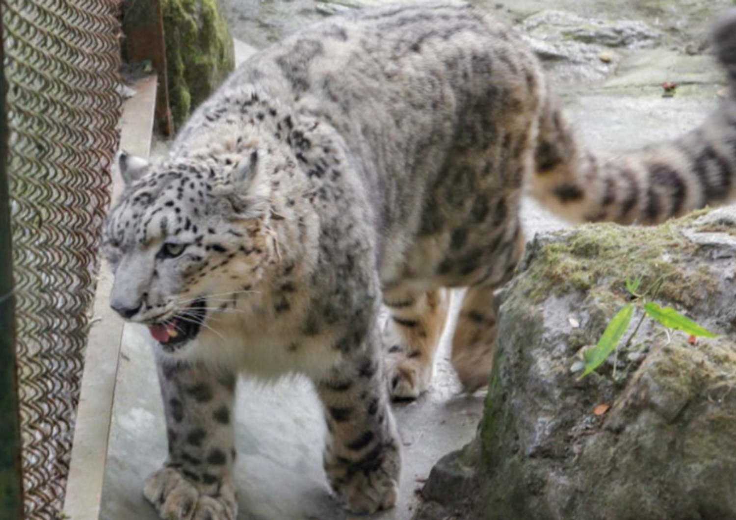 leopardo delle nevi morto di covid illinnois