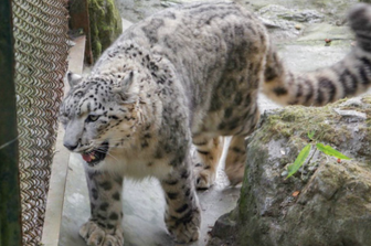 leopardo delle nevi morto di covid illinnois