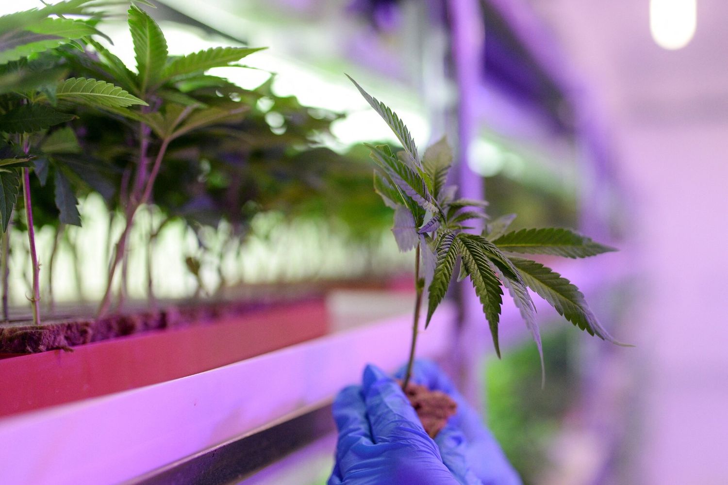 Cannabis terapeutica