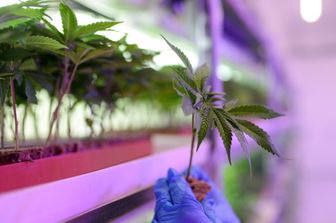 Cannabis terapeutica