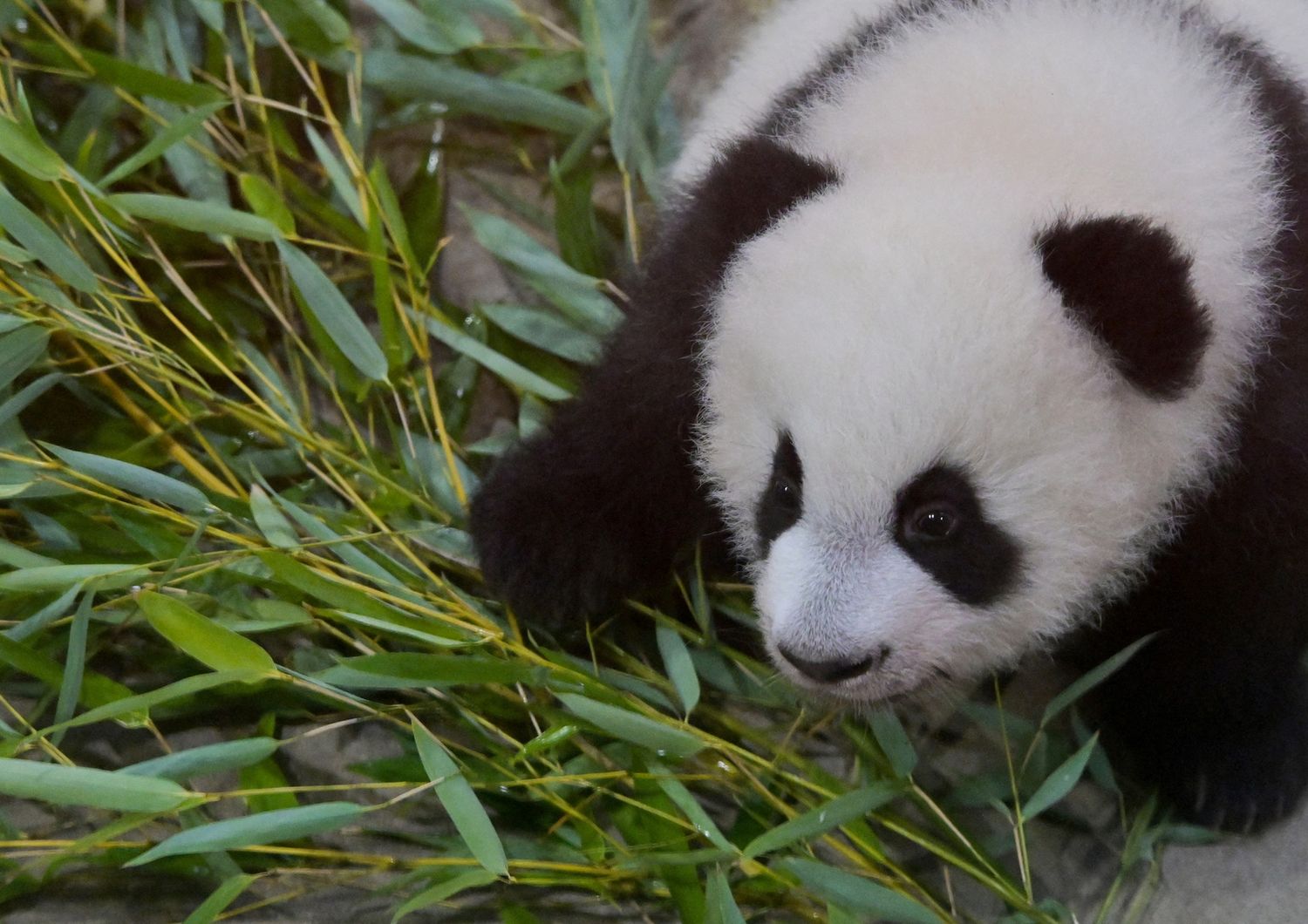 Studio panda paffuti mangiano solo bambu