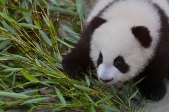 Studio panda paffuti mangiano solo bambu