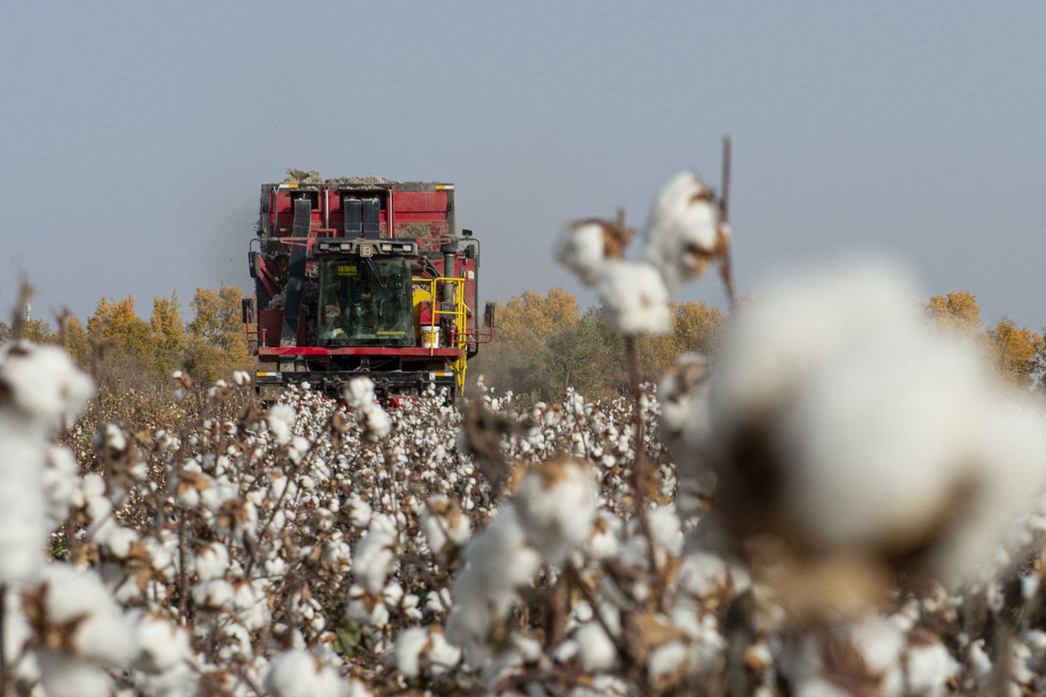 Una piantagione di cotone