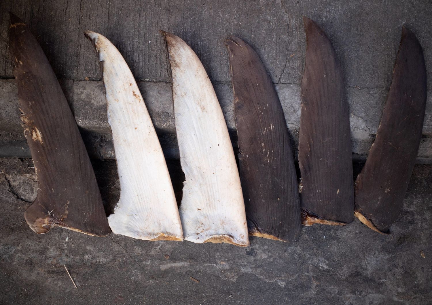 petizione per fermare commercio pinne squali finning