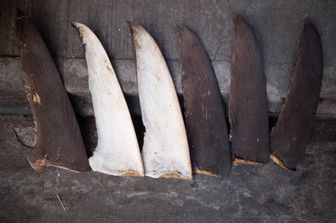 petizione per fermare commercio pinne squali finning
