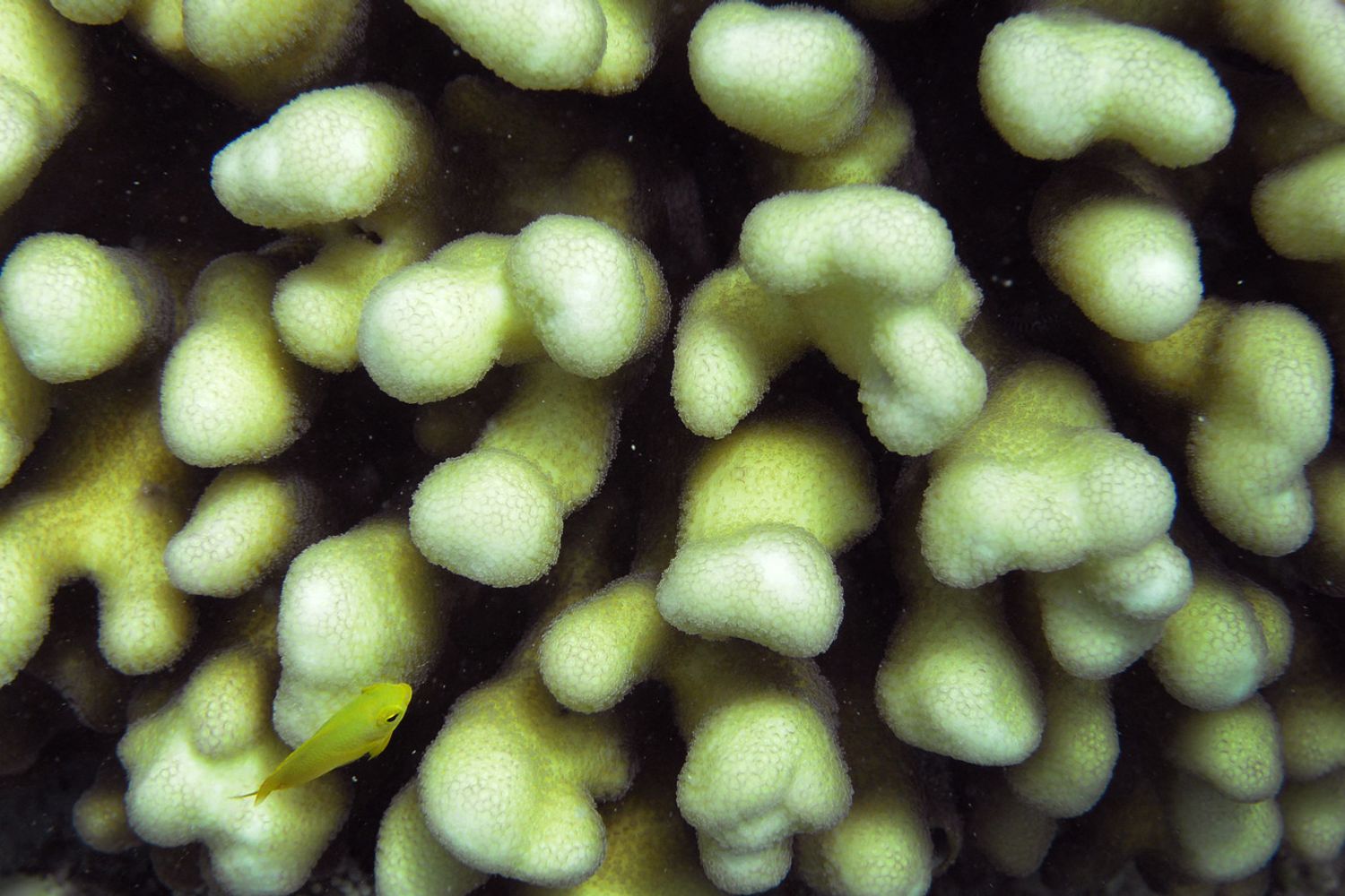 Particolare della grande barriera corallina