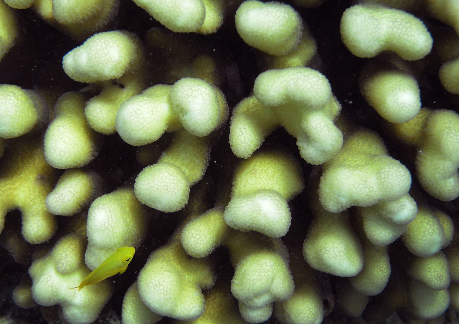 Particolare della grande barriera corallina