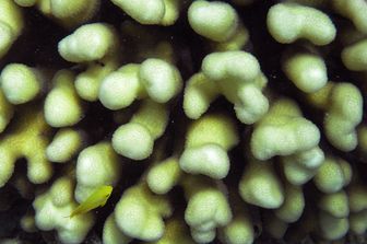Particolare della grande barriera corallina