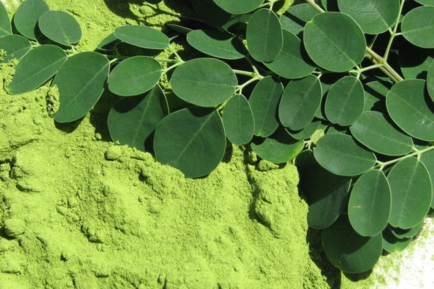 Pianta moringa in foglie e polvere&nbsp;