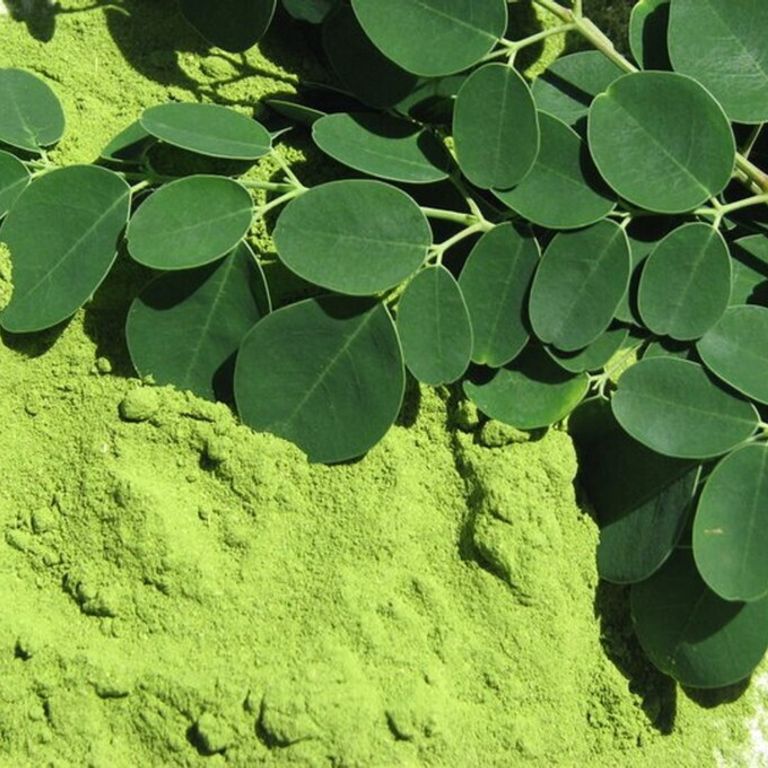 Pianta moringa in foglie e polvere&nbsp;