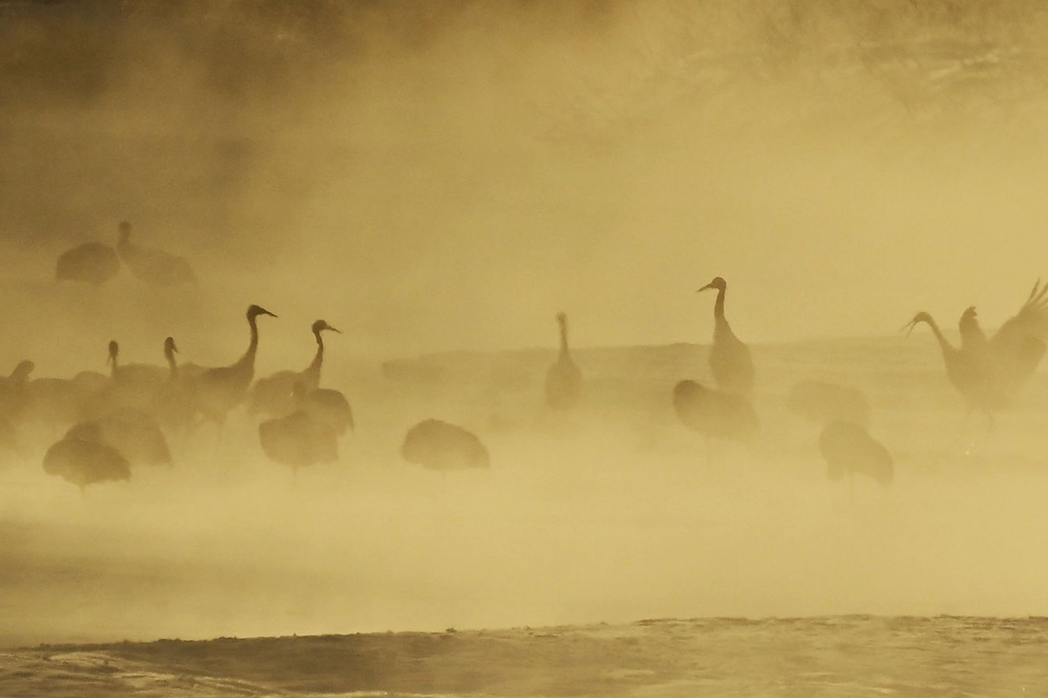 Gru dopo la migrazione