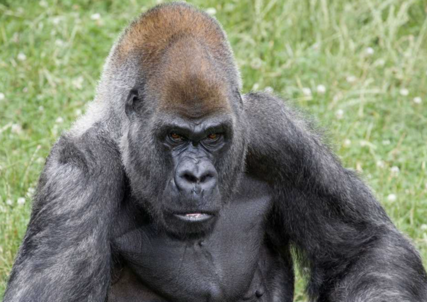 morto ozzie Gorilla piu anziano del mondo&nbsp;