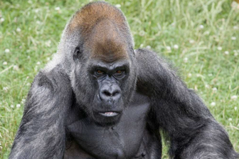 morto ozzie Gorilla piu anziano del mondo&nbsp;