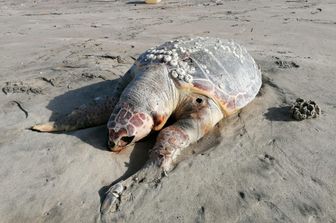 Una Caretta caretta morta su una spiaggia campana