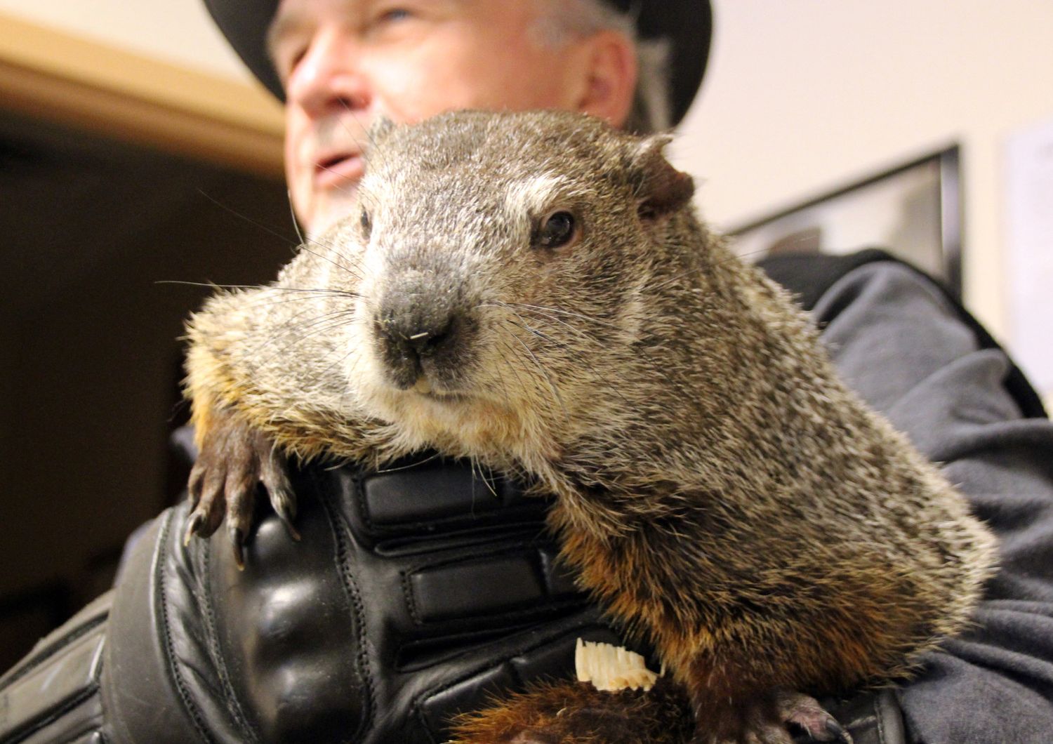 marmotta
