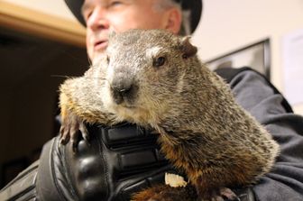 marmotta
