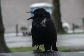 Un corvo
