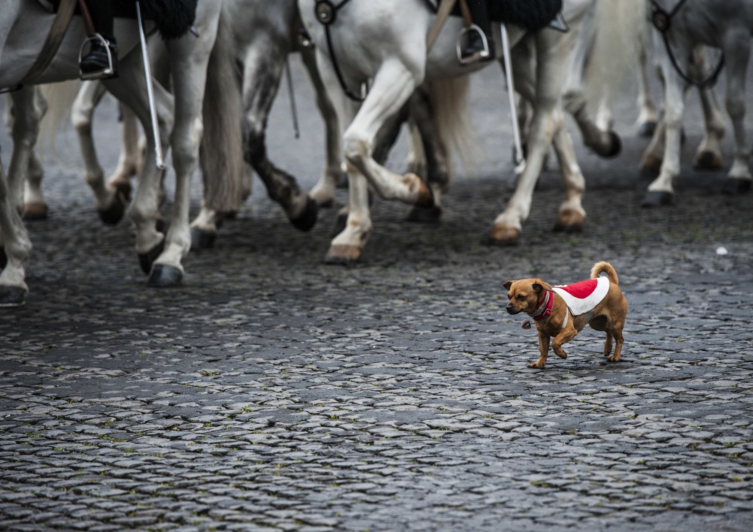 Briciola, il cane mascotte dei Corazzieri