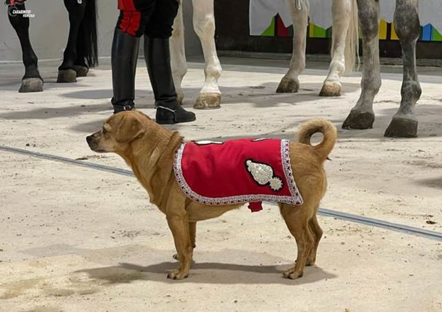 Briciola, la cagnetta mascotte dei Carabinieri