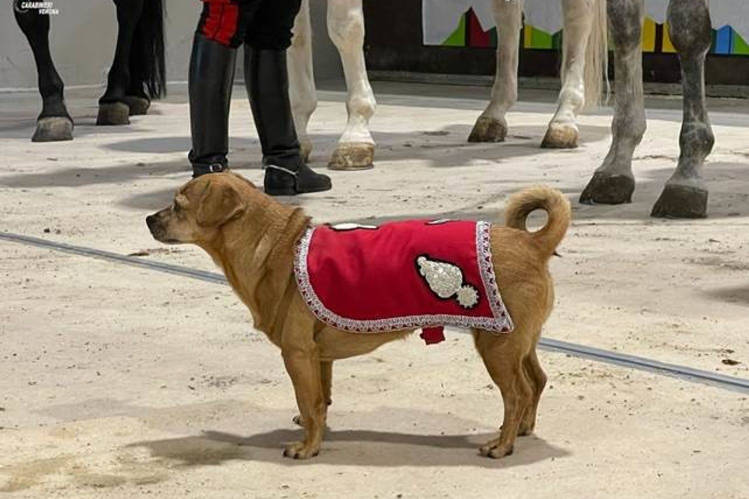 Briciola, la cagnetta mascotte dei Carabinieri