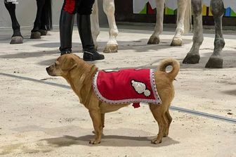 Briciola, la cagnetta mascotte dei Carabinieri