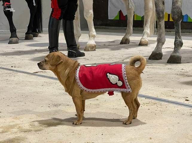 Briciola, la cagnetta mascotte dei Carabinieri