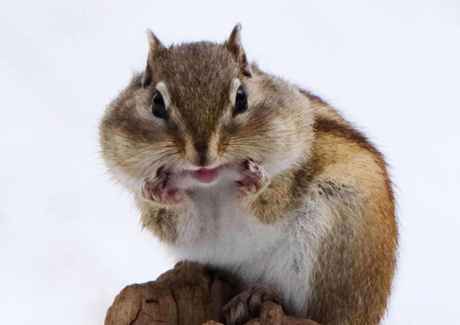 scoiattolo giapponese mangia funghi velenosi
