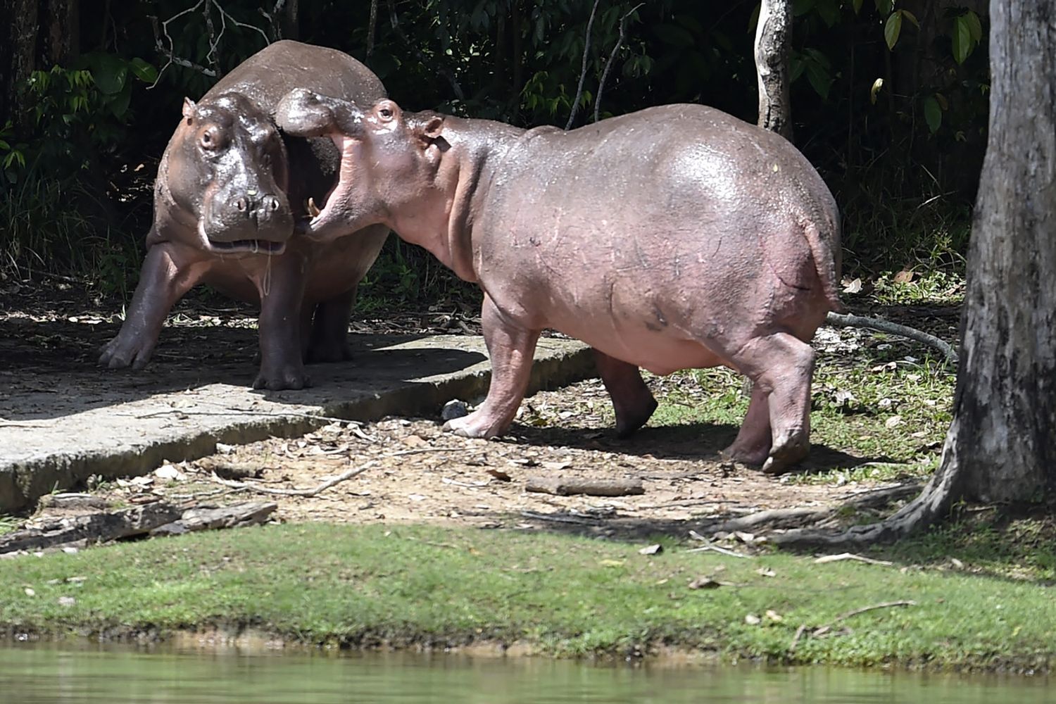 Ippopotami di Pablo Escobar, Colombia