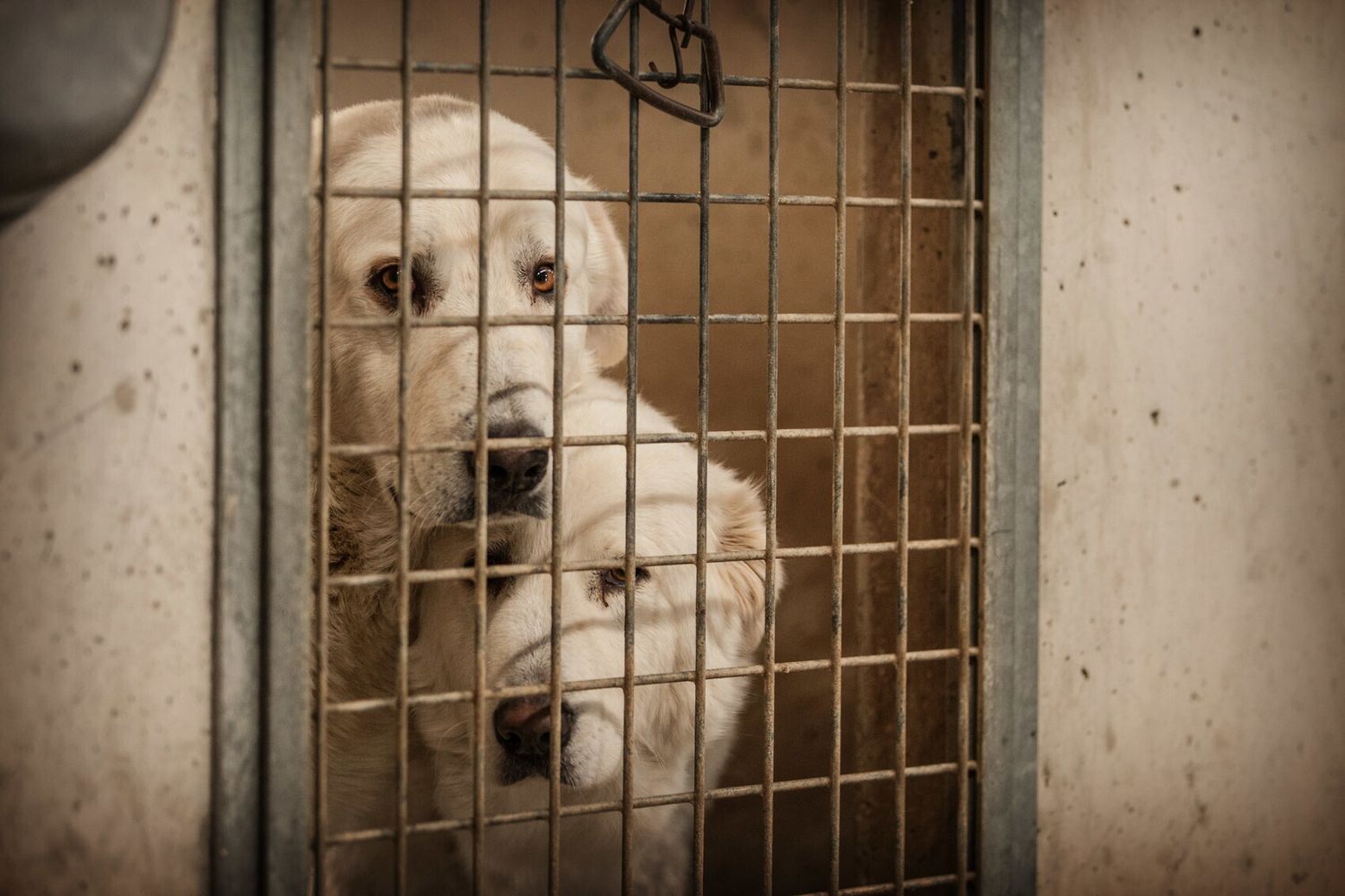 Cani un canile della capitale&nbsp;