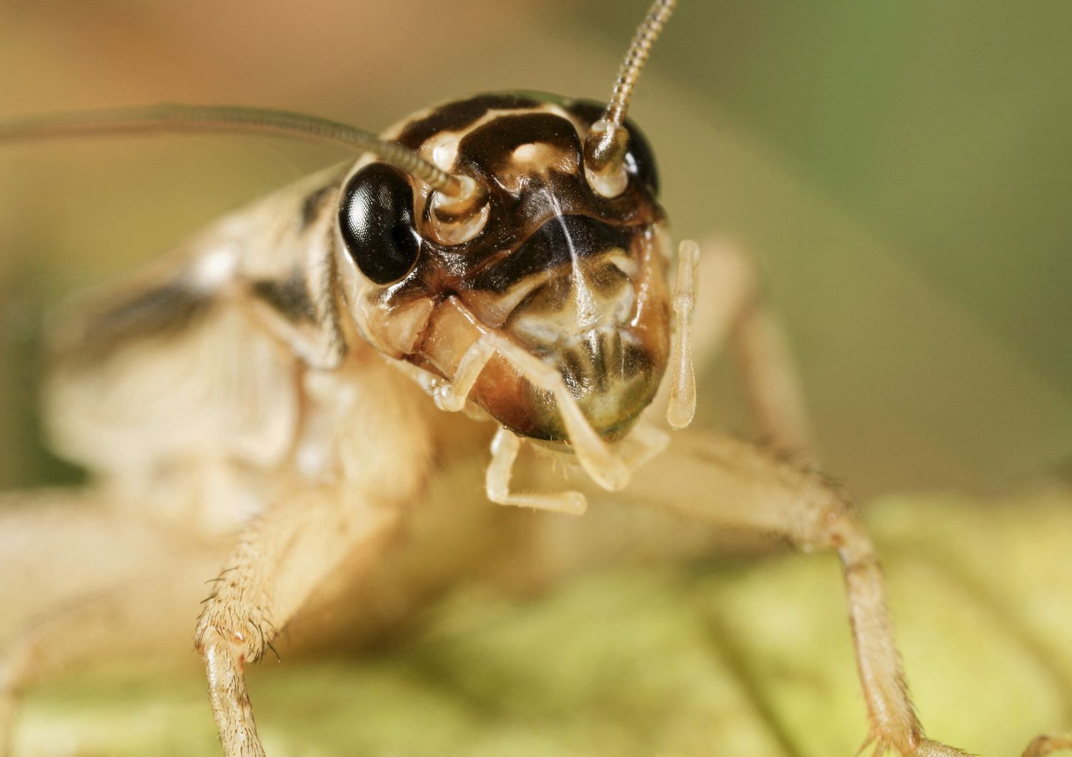 Il grillo domestico (Acheta domesticus)&nbsp;