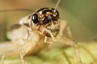 Il grillo domestico (Acheta domesticus)&nbsp;