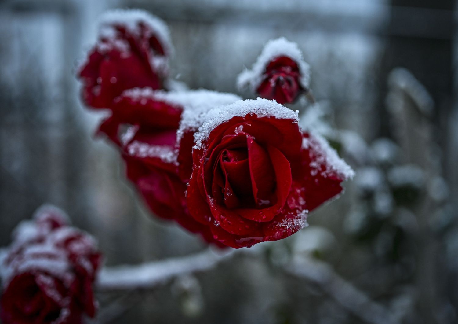 Una rosa imbiancata dalla prima neve