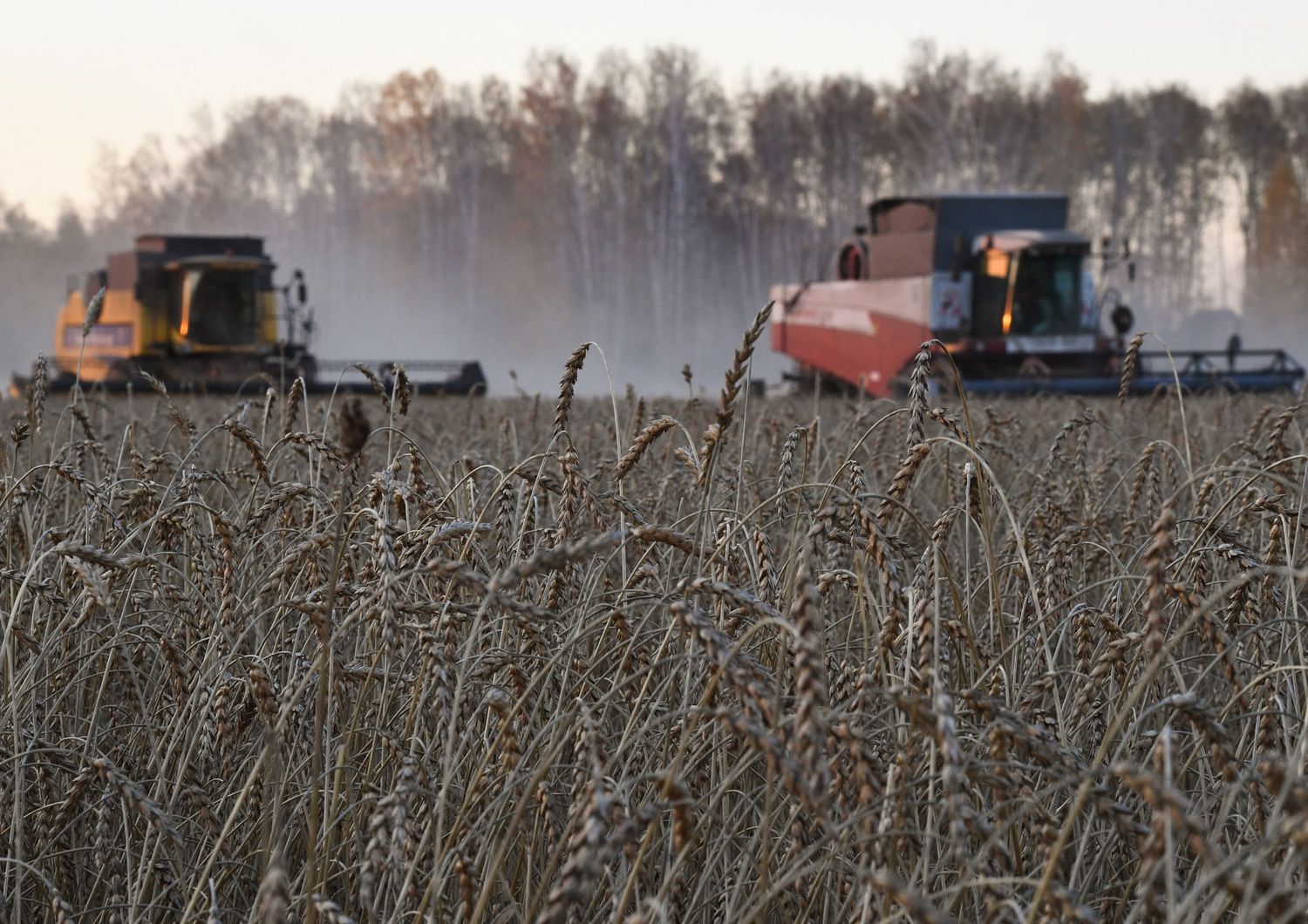 Campo di grano in Russia