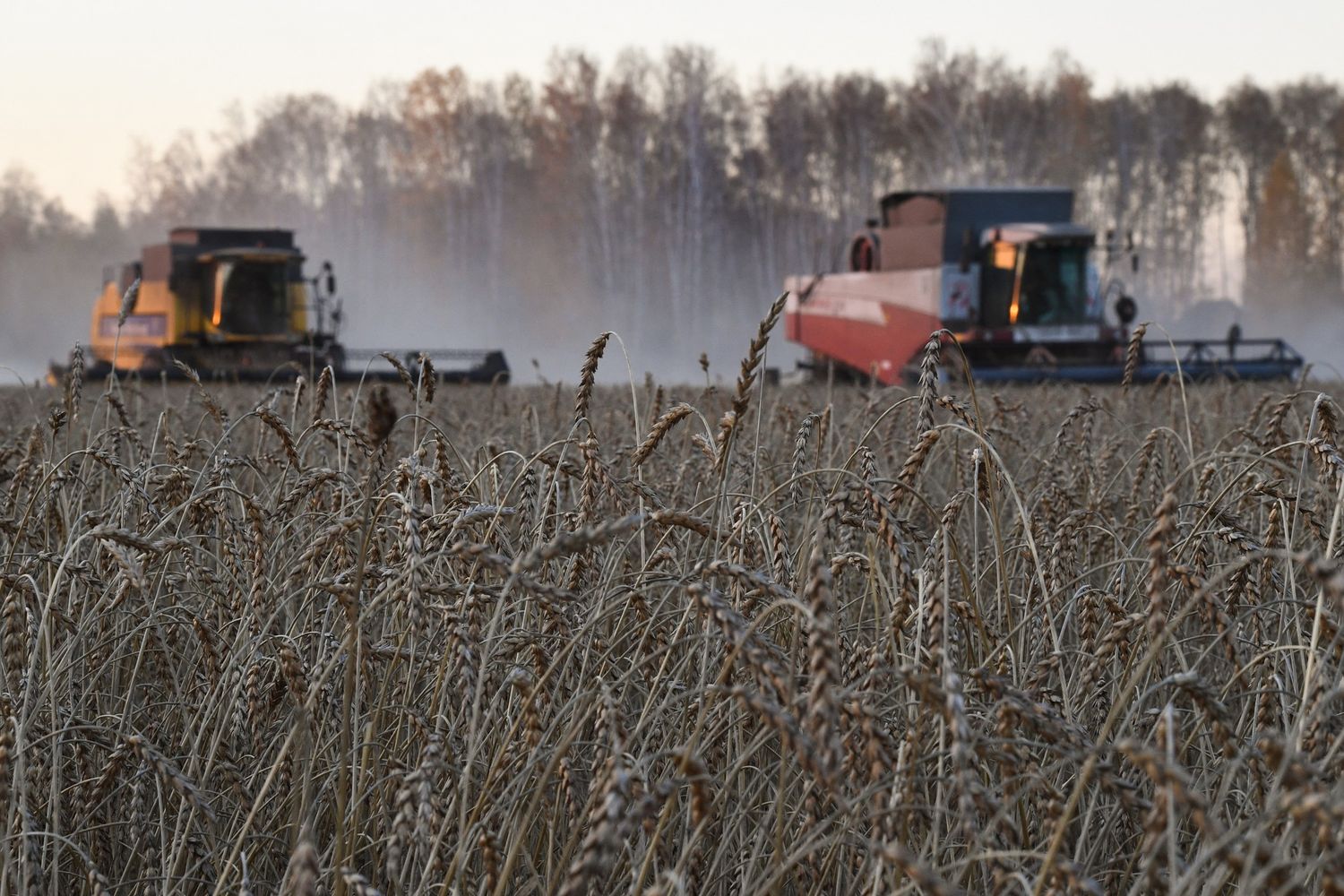 Campo di grano in Russia
