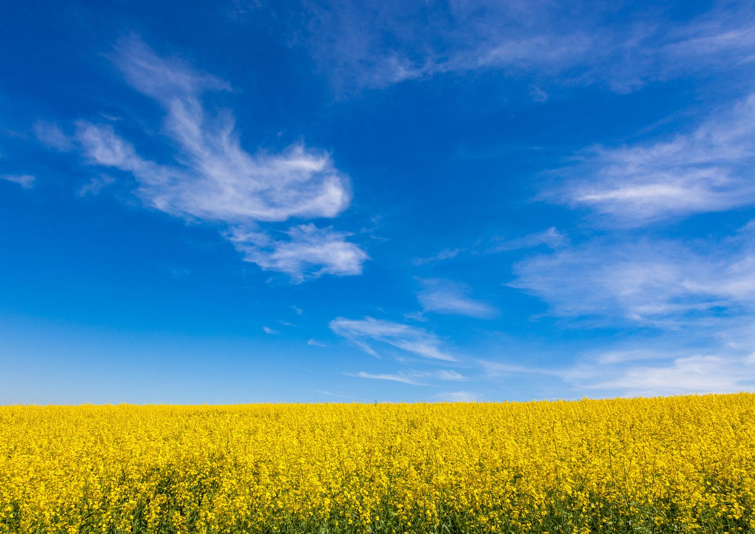Colza ma anche grano e girasole: l'agricoltura ha ispirato la bandiera ucraina