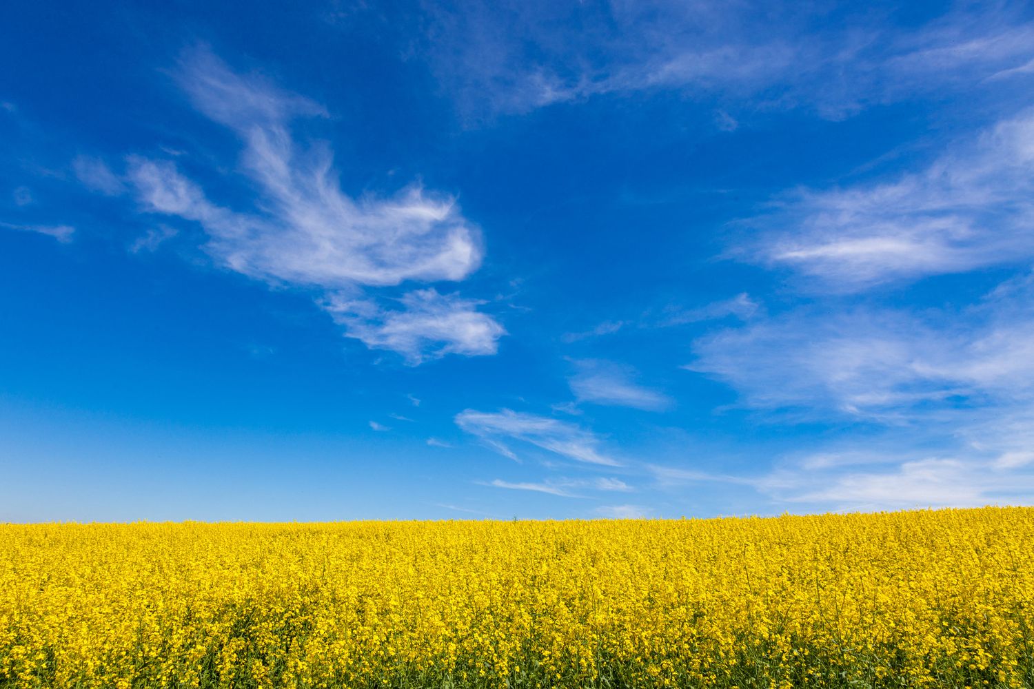 Colza ma anche grano e girasole: l'agricoltura ha ispirato la bandiera ucraina
