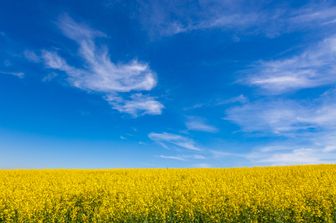 Colza ma anche grano e girasole: l'agricoltura ha ispirato la bandiera ucraina