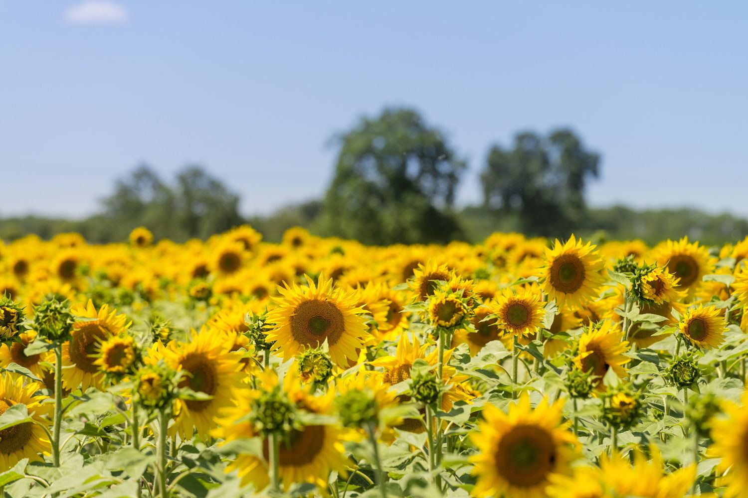 Un campo di girasoli