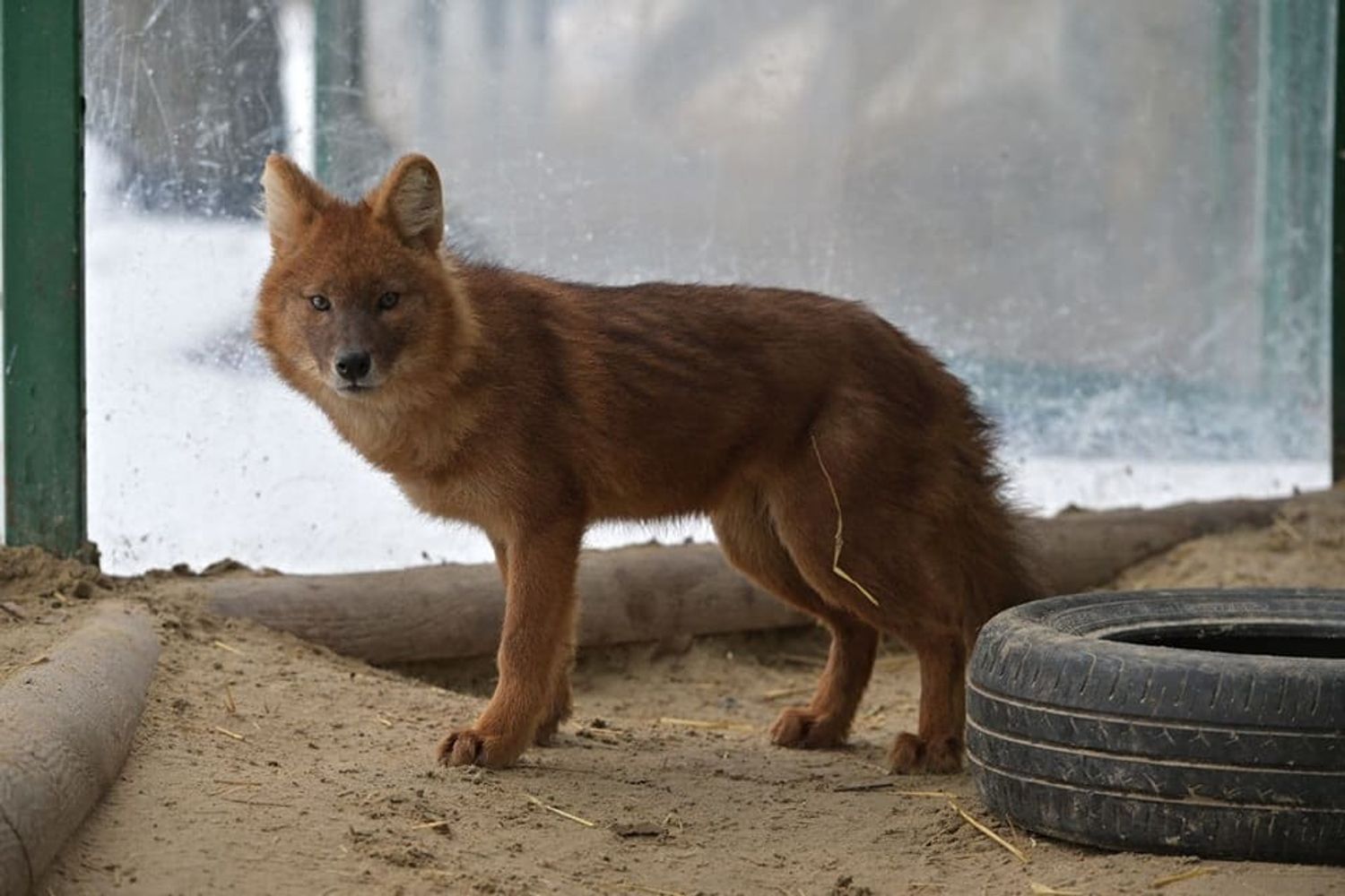 Un lupo rosso del Feldman EcoPark di Kharkiv