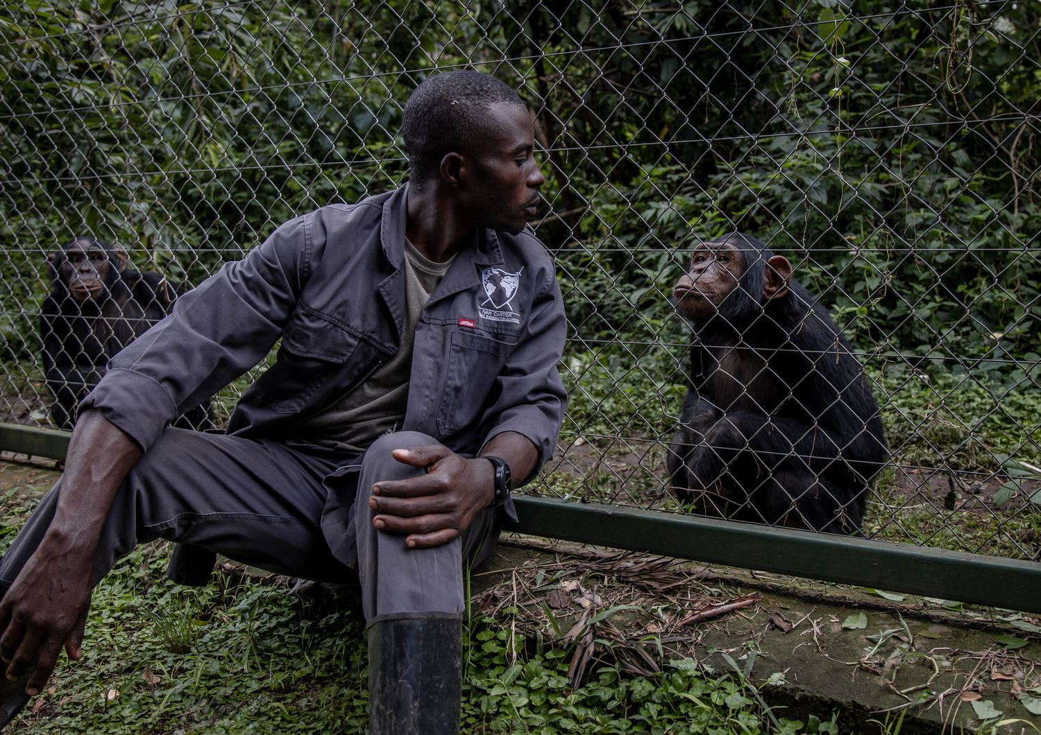 Il centro di recupero per primati di Lwiro, nella Repubblica democratica del Congo