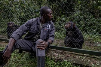 Il centro di recupero per primati di Lwiro, nella Repubblica democratica del Congo