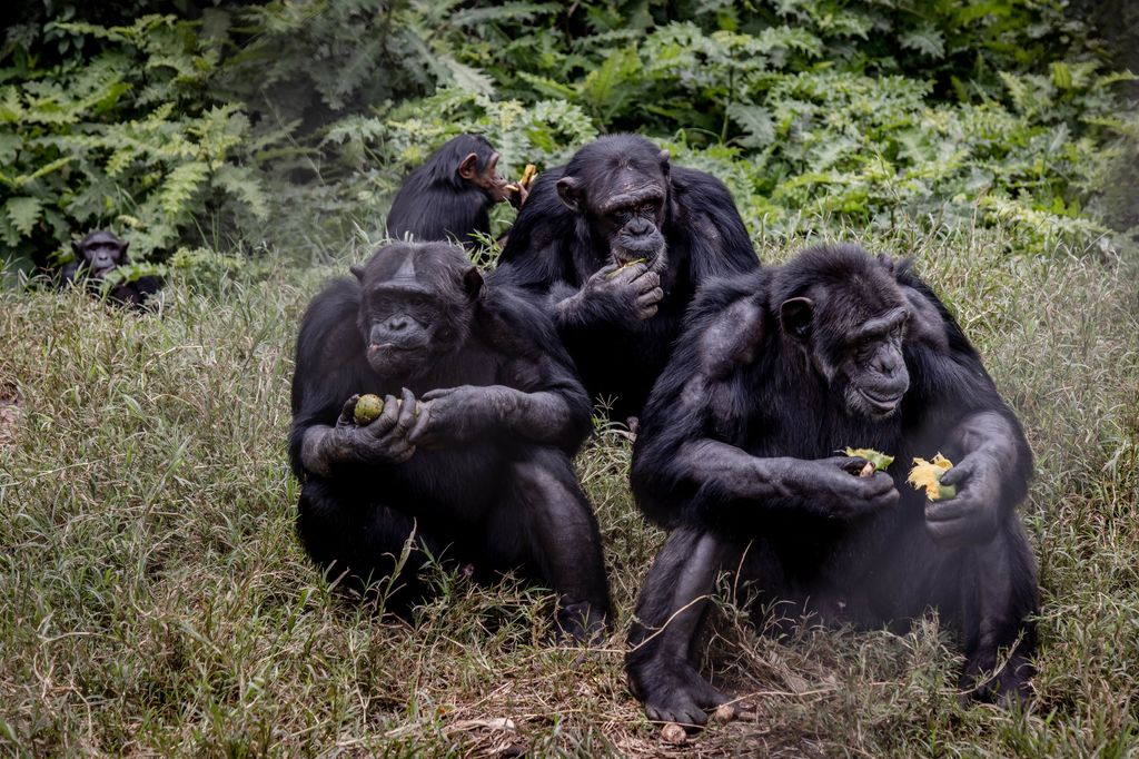 Il centro di recupero per primati di Lwiro, nella Repubblica democratica del Congo